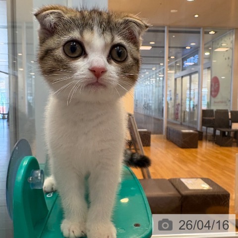 スコティッシュフォールドの写真