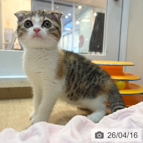 スコティッシュフォールドの写真