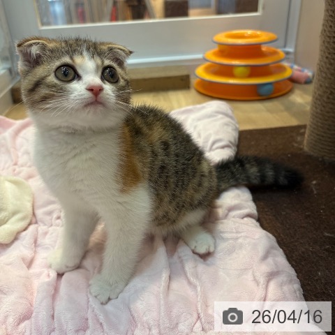 スコティッシュフォールドの写真
