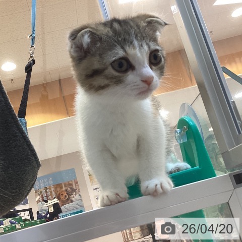 京都府のスコティッシュフォールド (ペットプラス イオンモールKYOTO店/2026年1月28日生まれ/女の子/ブラウンパッチドタビーホワイト)の子猫の3枚目の画像