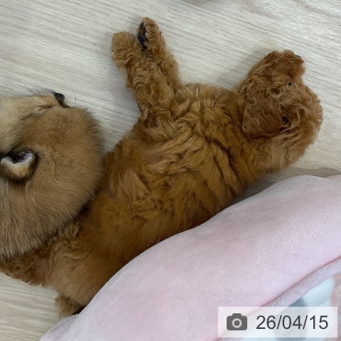 トイ・プードルの写真