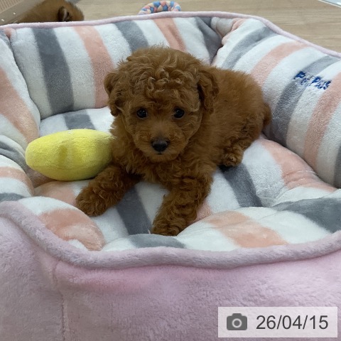 トイ・プードルの写真