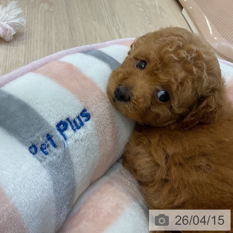 トイ・プードルの写真