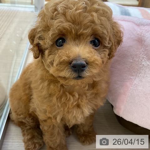 トイ・プードルの写真