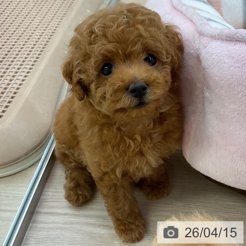 トイ・プードルの写真