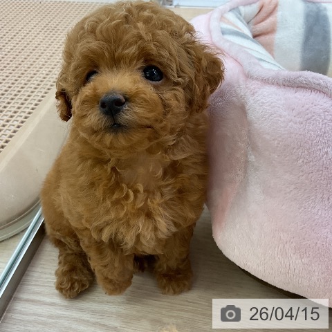 トイ・プードルの写真