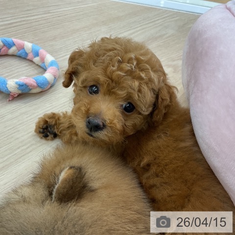 トイ・プードルの写真