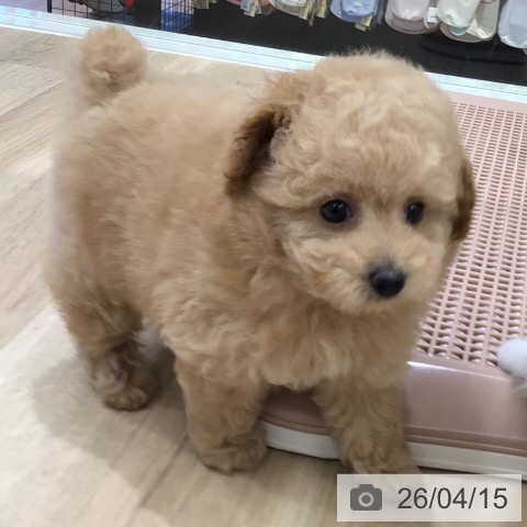 トイ・プードルの写真