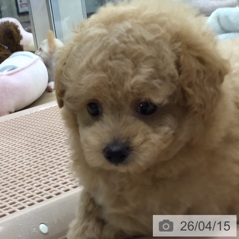 トイ・プードルの写真