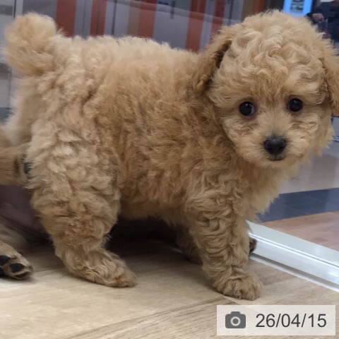 トイ・プードルの写真