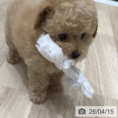 トイ・プードルの写真