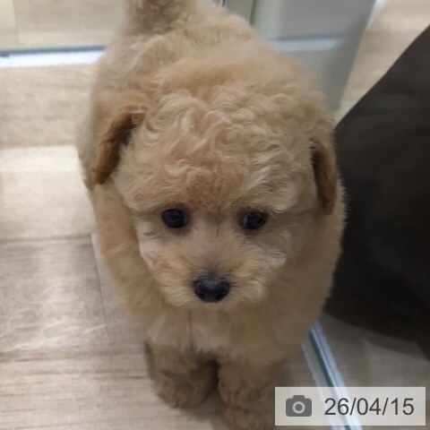 トイ・プードルの写真