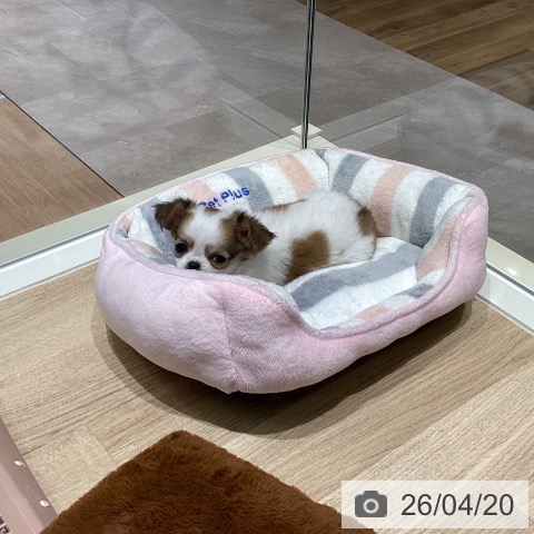 宮城県のチワワ(ロング) (ペットプラス 仙台上杉店/2026年2月12日生まれ/女の子/ホワイトレッド)の子犬の3枚目の画像