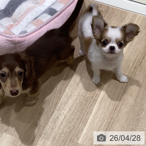 宮城県のチワワ(ロング) (ペットプラス 仙台上杉店/2026年2月12日生まれ/女の子/ホワイトレッド)の子犬の4枚目の画像