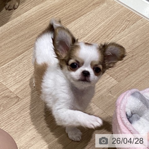 宮城県のチワワ(ロング) (ペットプラス 仙台上杉店/2026年2月12日生まれ/女の子/ホワイトレッド)の子犬の3枚目の画像