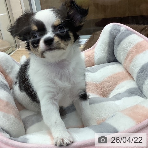 千葉県のチワワ(ロング) (ペットプラス 船橋店/2026年2月12日生まれ/女の子/ブラックタンホワイト)の子犬の4枚目の画像