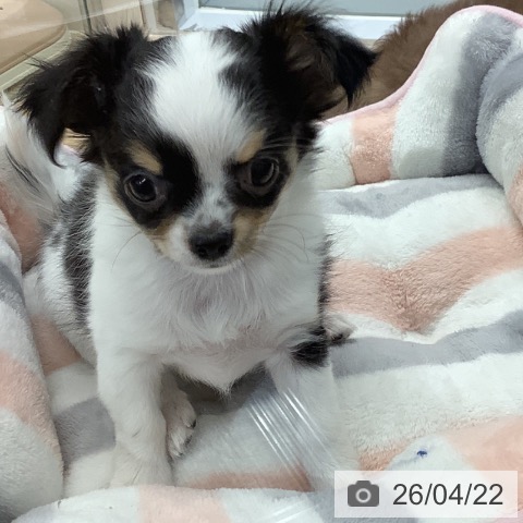 千葉県のチワワ(ロング) (ペットプラス 船橋店/2026年2月12日生まれ/女の子/ブラックタンホワイト)の子犬の3枚目の画像