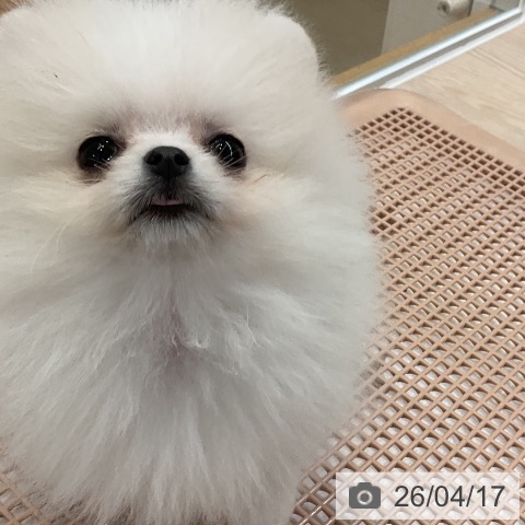 大阪府のポメラニアン (ペットプラス ららぽーと和泉店/2026年2月9日生まれ/男の子/クリーム)の子犬の4枚目の画像