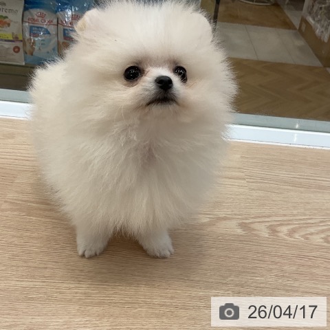 大阪府のポメラニアン (ペットプラス ららぽーと和泉店/2026年2月9日生まれ/男の子/クリーム)の子犬の3枚目の画像