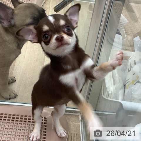 大阪府のチワワ(ロング) (ペットプラス りんくう泉南店/2026年2月14日生まれ/女の子/チョコレートタンホワイト)の子犬の4枚目の画像