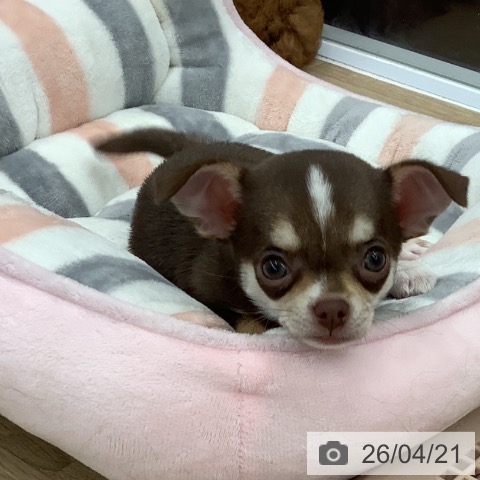 大阪府のチワワ(ロング) (ペットプラス りんくう泉南店/2026年2月14日生まれ/女の子/チョコレートタンホワイト)の子犬の3枚目の画像