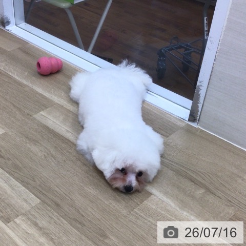 ビション・フリーゼの写真