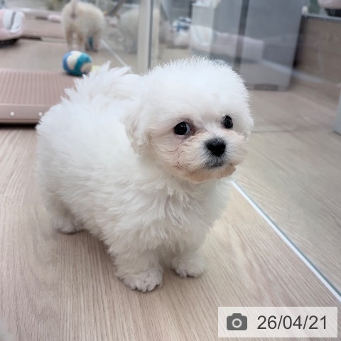 京都府のビションフリーゼ (ペットプラス 京都桂川店/2026年2月15日生まれ/男の子/ホワイト)の子犬の4枚目の画像