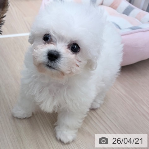 京都府のビションフリーゼ (ペットプラス 京都桂川店/2026年2月15日生まれ/男の子/ホワイト)の子犬の3枚目の画像