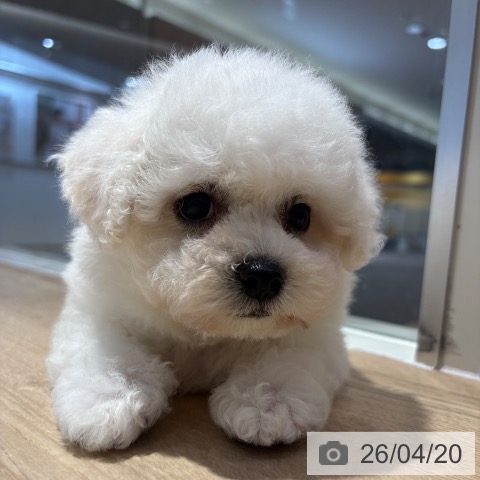 ビション・フリーゼの写真