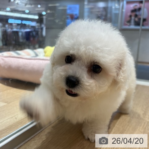 ビション・フリーゼの写真