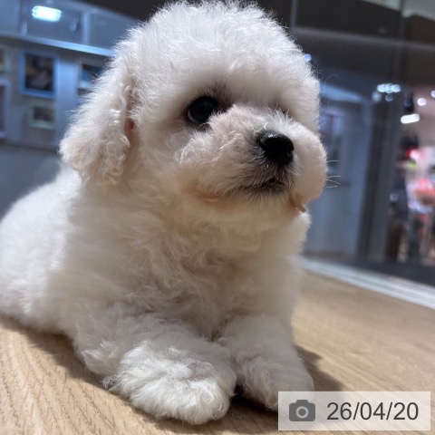 ビション・フリーゼの写真