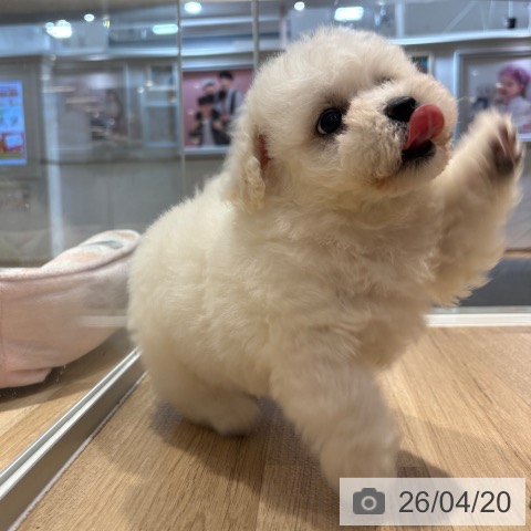 ビション・フリーゼの写真