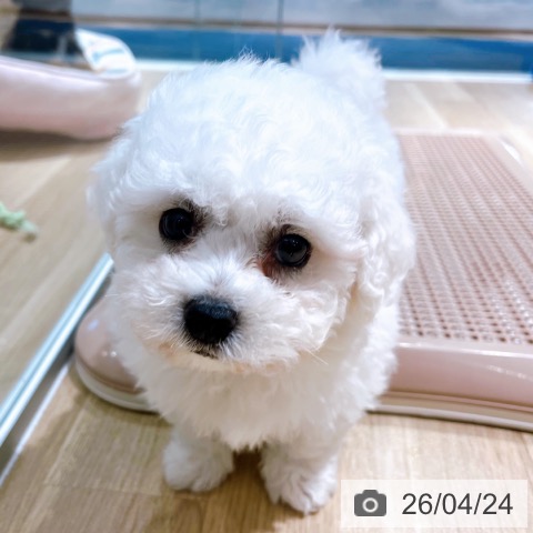 大阪府のビションフリーゼ (ペットプラス イオン大日店/2026年2月15日生まれ/男の子/ホワイト)の子犬の4枚目の画像