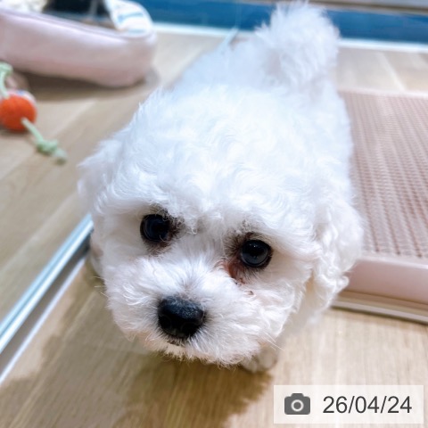 大阪府のビションフリーゼ (ペットプラス イオン大日店/2026年2月15日生まれ/男の子/ホワイト)の子犬の3枚目の画像