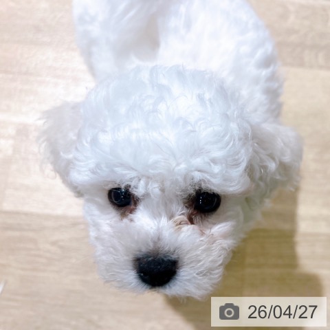 大阪府のビションフリーゼ (ペットプラス イオン大日店/2026年2月15日生まれ/男の子/ホワイト)の子犬の4枚目の画像