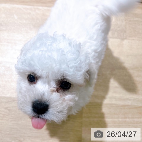 大阪府のビションフリーゼ (ペットプラス イオン大日店/2026年2月15日生まれ/男の子/ホワイト)の子犬の3枚目の画像