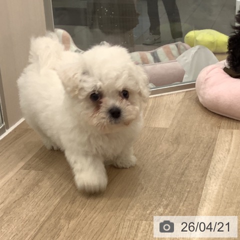 大阪府のビションフリーゼ (ペットプラス りんくう泉南店/2026年2月15日生まれ/男の子/ホワイト)の子犬の3枚目の画像