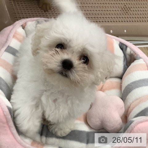 大阪府のビションフリーゼ (ペットプラス りんくう泉南店/2026年2月15日生まれ/男の子/ホワイト)の子犬の4枚目の画像