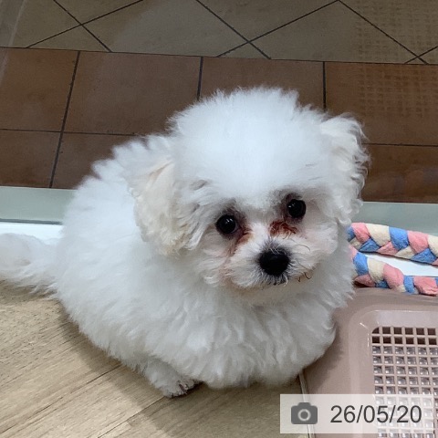 大阪府のビションフリーゼ (ペットプラス 鶴見店/2026年2月15日生まれ/男の子/ホワイト)の子犬の4枚目の画像