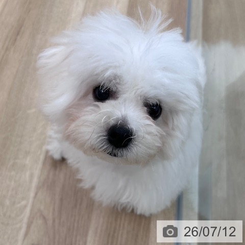 大阪府のビションフリーゼ (ペットプラス 松原店/2026年2月15日生まれ/男の子/ホワイト)の子犬の4枚目の画像