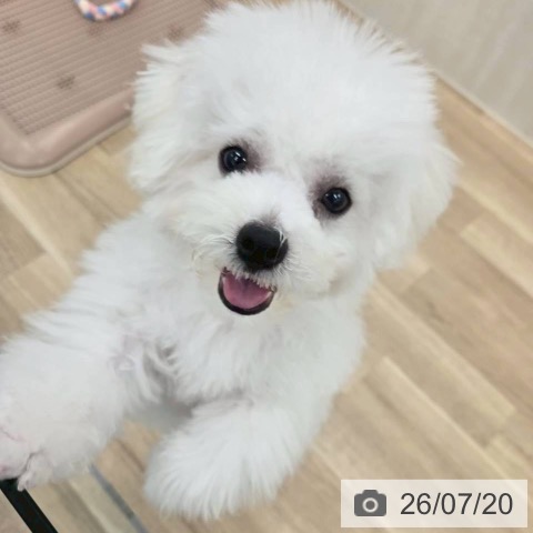大阪府のビションフリーゼ (ペットプラス 松原店/2026年2月15日生まれ/男の子/ホワイト)の子犬の4枚目の画像
