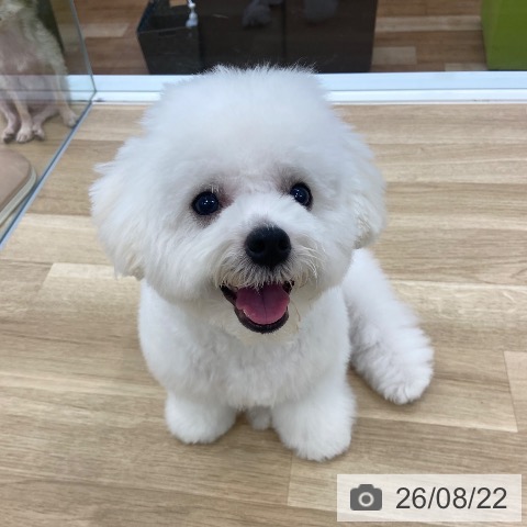 大阪府のビションフリーゼ (ペットプラス 松原店/2026年2月15日生まれ/男の子/ホワイト)の子犬の4枚目の画像