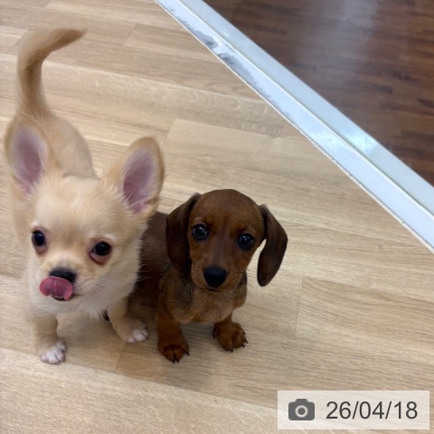 京都府のミニチュアダックスフンド(ロング) (ペットプラス 久御山店/2026年2月15日生まれ/女の子/レッド)の子犬の4枚目の画像