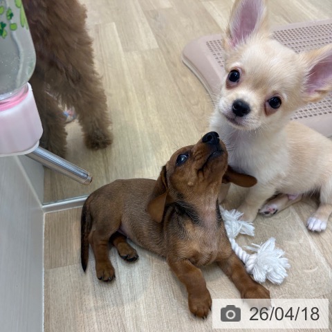 京都府のミニチュアダックスフンド(ロング) (ペットプラス 久御山店/2026年2月15日生まれ/女の子/レッド)の子犬の3枚目の画像