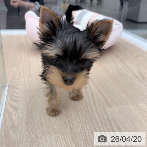 ヨークシャー・テリアの写真