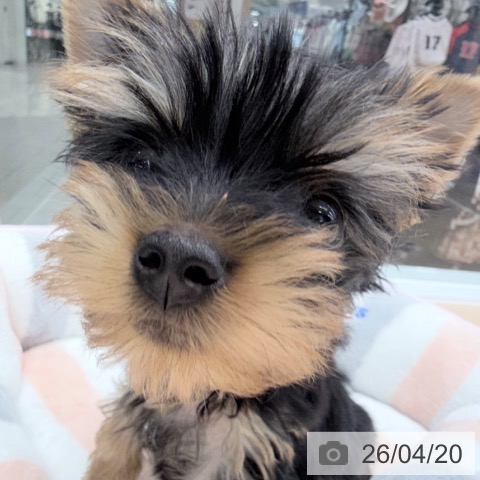 ヨークシャー・テリアの写真