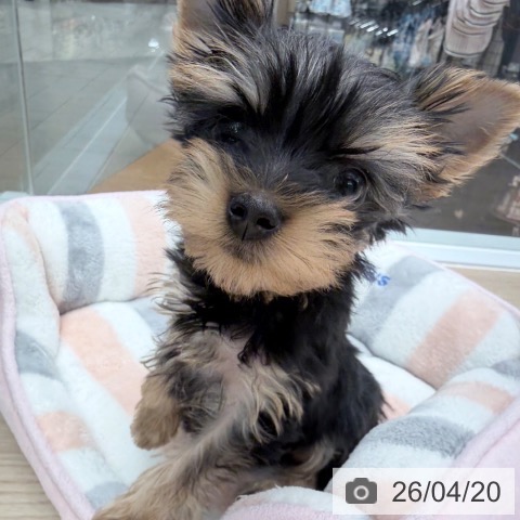 ヨークシャー・テリアの写真