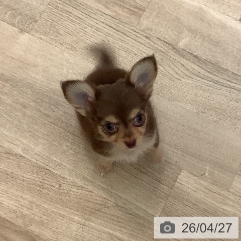 大阪府のチワワ(ロング) (ペットプラス 大阪ドームシティ店/2026年2月14日生まれ/男の子/チョコレートタンホワイト)の子犬の4枚目の画像