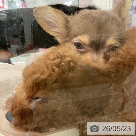 大阪府のチワワ(ロング) (ペットプラス 大阪ドームシティ店/2026年2月14日生まれ/男の子/チョコレートタンホワイト)の子犬の4枚目の画像