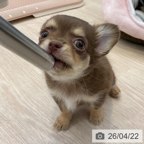 大阪府のチワワ(ロング) (ペットプラス ららぽーと和泉店/2026年2月14日生まれ/女の子/チョコレートタンホワイト)の子犬の3枚目の画像